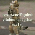 kedi.jpg
